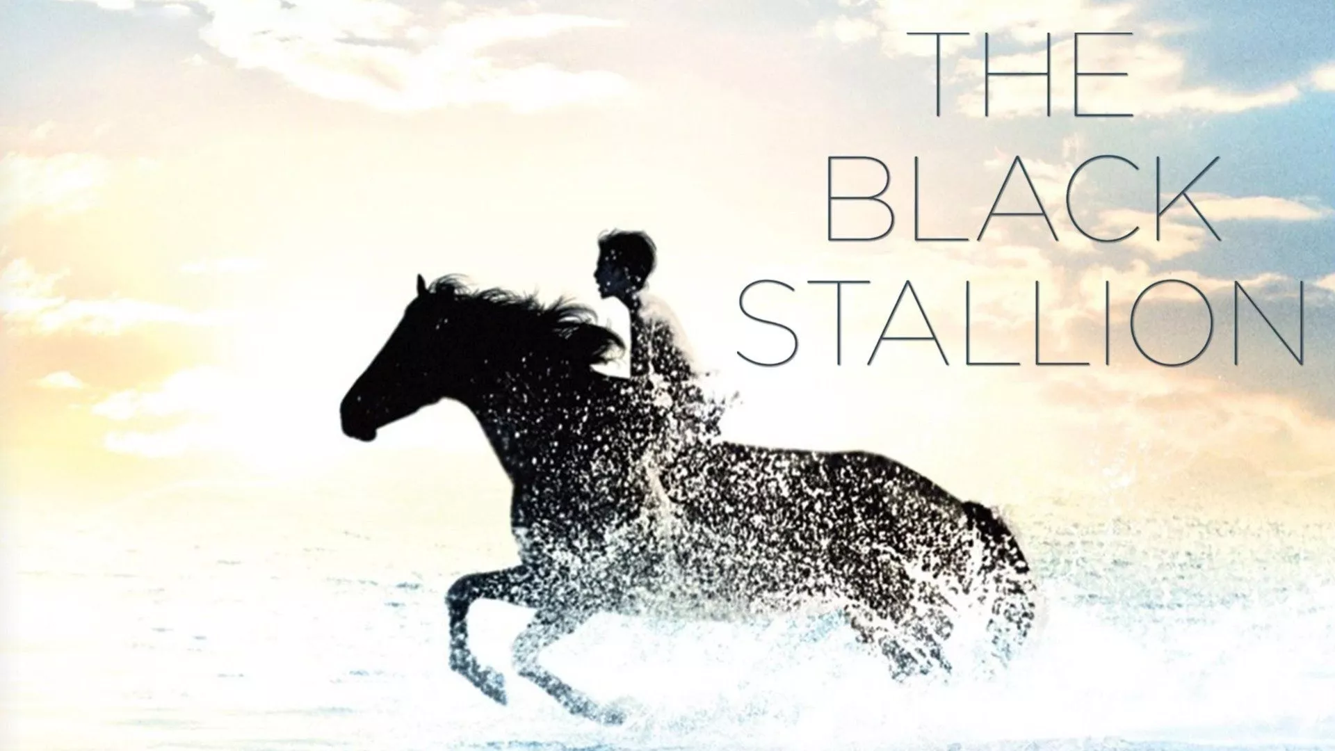 Black Stallion